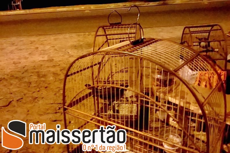 apreensao-aves-silvestres-caninde-maissertao